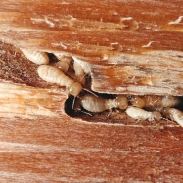 Tratamientos preventivos para termitas y carcoma